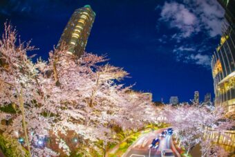 六本木 檜町公園は春は桜がキレイで夜はライトアップされます